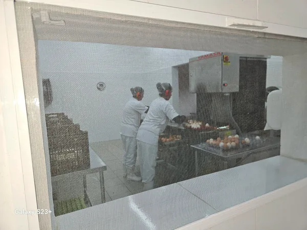 Equipe de touca e avental trabalhando na unidade de beneficiamento da granja