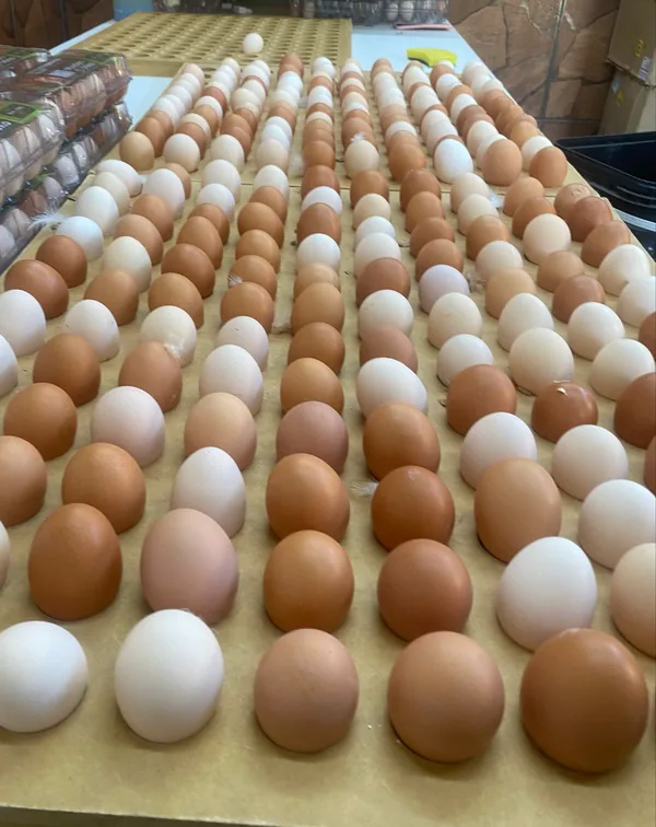 Cartelas de ovos caipira brancos e vermelhos já classificados