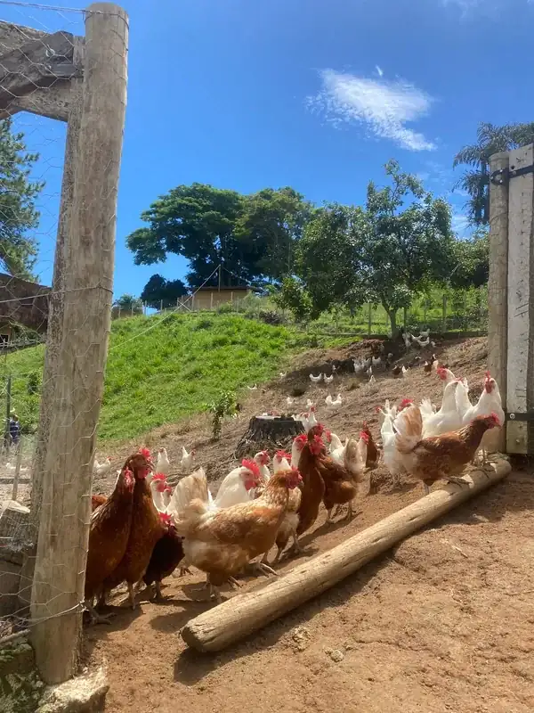 Galinhas caipiras ciscando soltas no piquete a céu aberto