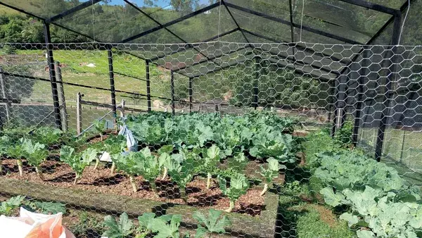 Horta protegida do sítio, onde crescem as folhas e verduras dadas às galinhas